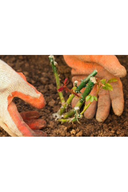 Посадка саджанця троянди Fire Flash у відкритий грунт